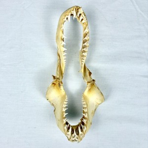 Mako Shark Jaw | eBay