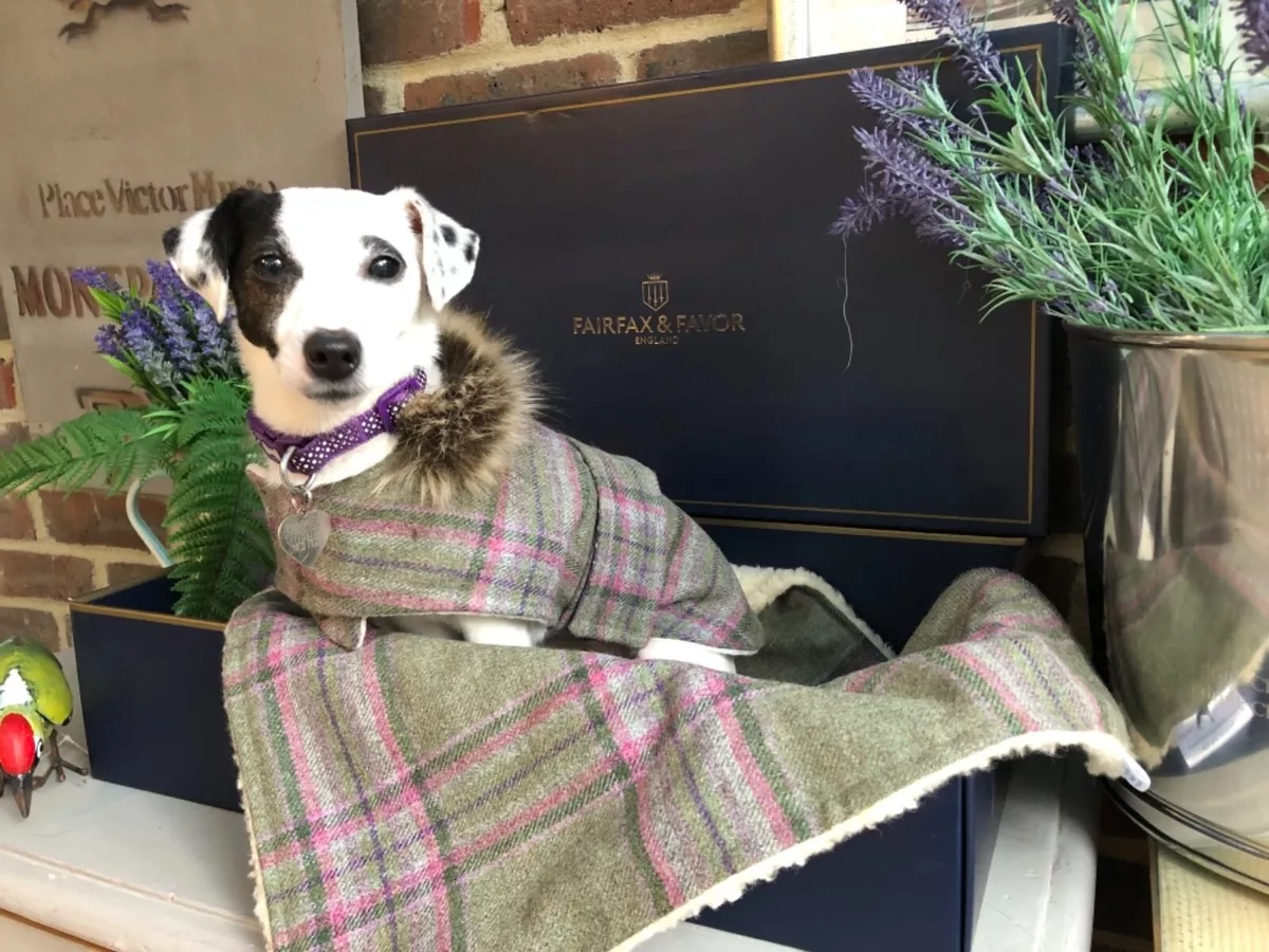 Tartan sales dog blanket
