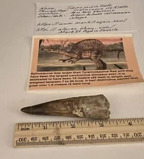Spinosaurus Tooth Dinosaur Fossil 3.25” not T Rex Cretaceous CS166