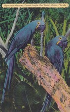 Miami Florida FL Parrot Jungle Vibrant Blue Hyacinth Macaws Postcard D19