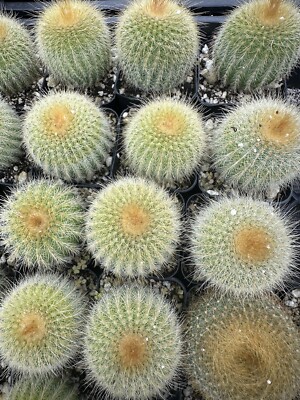 Notocactus Leninghausii ''Golden Ball Cactus'', Comes in a 2.5'' pot
