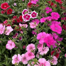Dianthus Carnation Festival Mix - Multi Seasonal Fragrant Outdoor Bedding