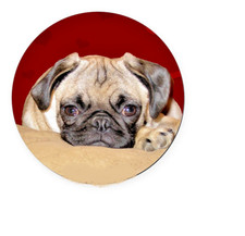 PUG ART DOG PET ANIMAL Large Charm Pendant on 925 Silver 20" Necklace women men