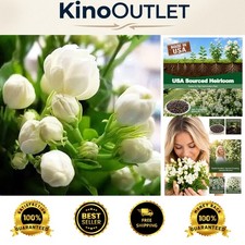 100 Jasmine Seeds for Indoor/Outdoor Planting - Scented Evergreen Climbing