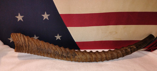 VIDEO VINTAGE WATERBUCK RAMS HORN SHOFAR TRUMPET JR CHARLIE FOLK ART TAXIDERMY