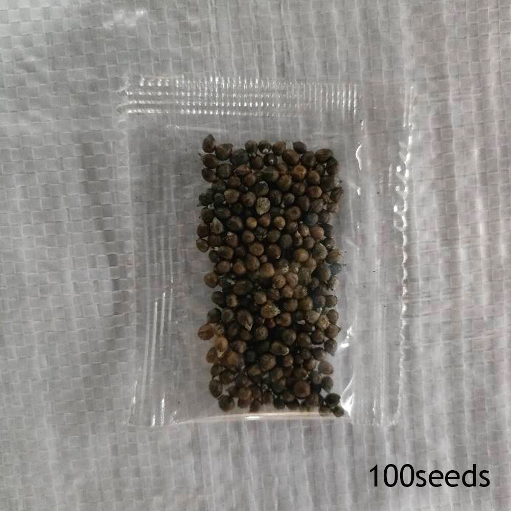 100PcsCaladiumFlowerSeedsRareColorPerennialGardenOpenAirBons