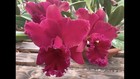 Cattleya Thelma Ayako Tsukamato