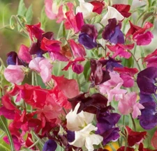 Sweet Pea Elegance mix 20 seeds