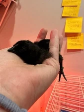 12 Ayam Cemani Chicken Fertile Hatching Eggs High  Quality Birds + Shipping RARE