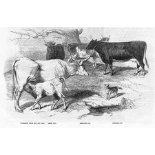 Hungarian Cow and Calf, Bertonne Cow, Ayrshire Cow - Antique Print 1856