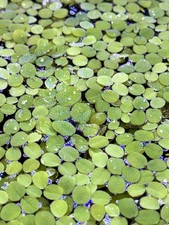 XL Portion of Salvinia Minima Floating Aquarium Plants 