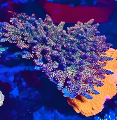 SPS Acropora Coral Frag - TSA heaven and hell 1 inch frag awesome coloration