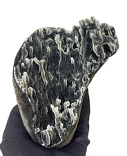 Standing Sparkling Black Chalcedony Corals Rocks, Crystals And Mineral Specimens