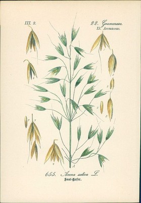 Chromolithographie : Saathafer. Echter Hafer. Avena sativa L. Gramineae. Avenace