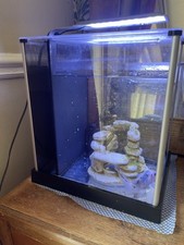 Fish tank Fluval 10L black border- comes with cold water fish