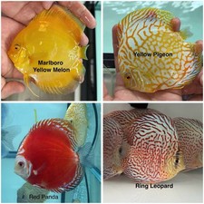 Pack of 4 Discus Fish 3.75  - 4  - Live Fish Aquarium Overnight Shipping