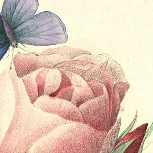 Impresiones artísticas de pared de rosa francesa, conjunto de 2 rosa rosa rosa de Pierre-Joseph Redouté - Imagen 2 de 7