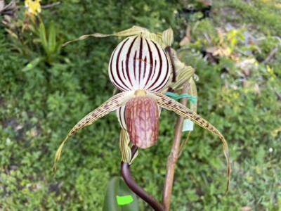 LONG PETALS MULTIFLORAL PAPH ORCHID PRIMARY Hilo Bald Eagle TOO NBS | eBay