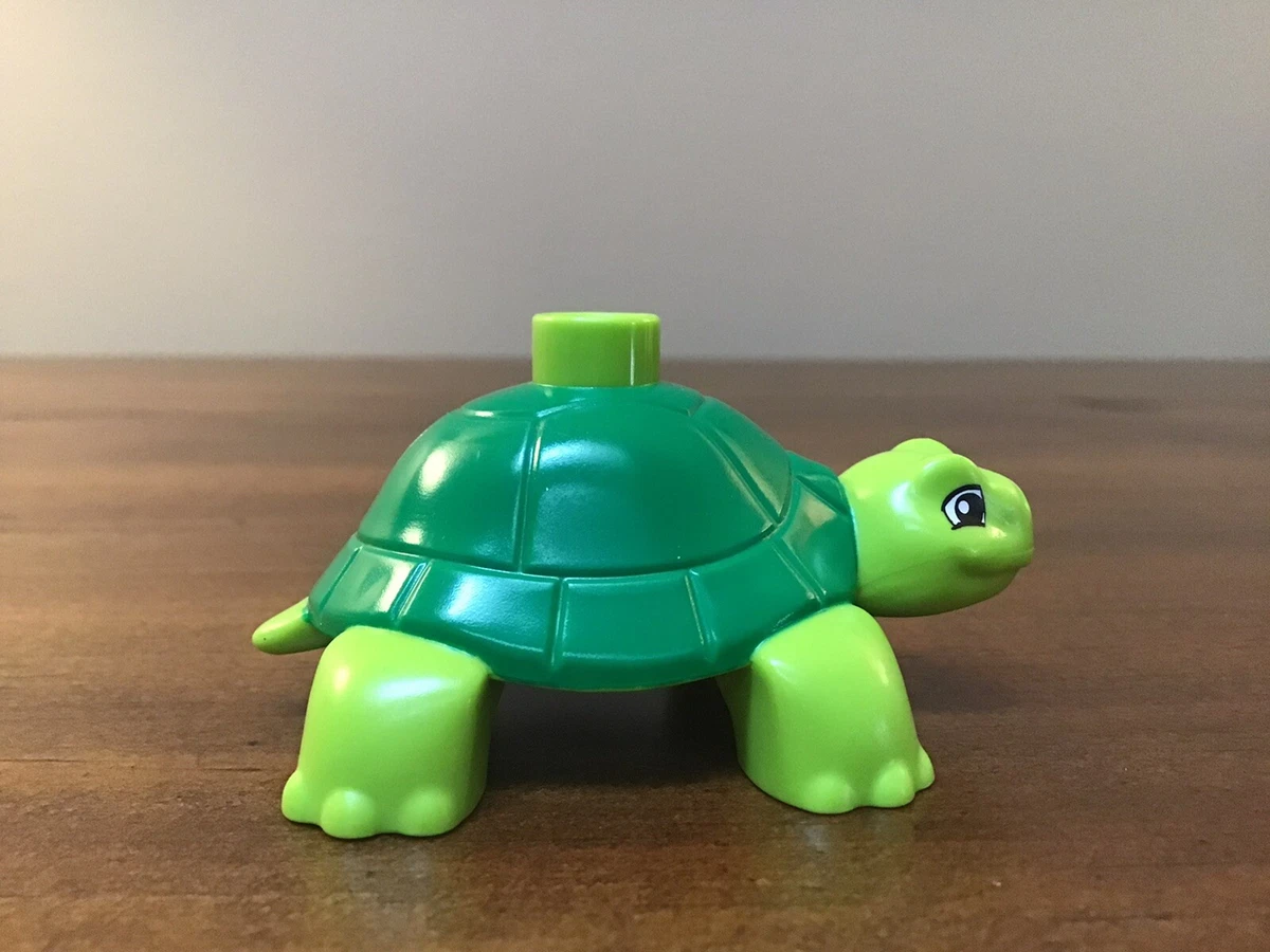 Green turtle pet price 2025