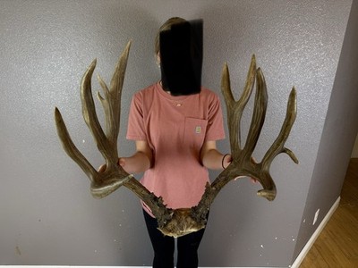 BIG Real Mule Deer Antlers Set Wild Idaho 6x7 Horns Mount Skull TROPHY 203 +