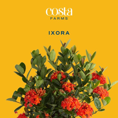 Live Ixora Plant Blooming Shrub in 10in. Pot, Grower's Choice Color Flowers -... - Picture 2 of 7