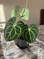 Anthurium Clarinervium in 12cm nursery pot