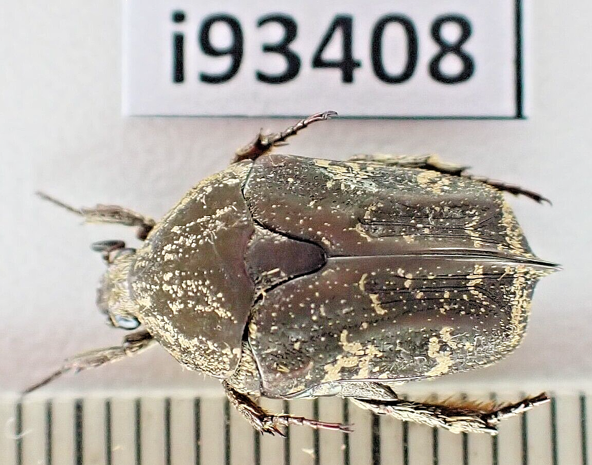 i93408. Insects, Cetoniidae sp. Vietnam, Ha Giang | eBay