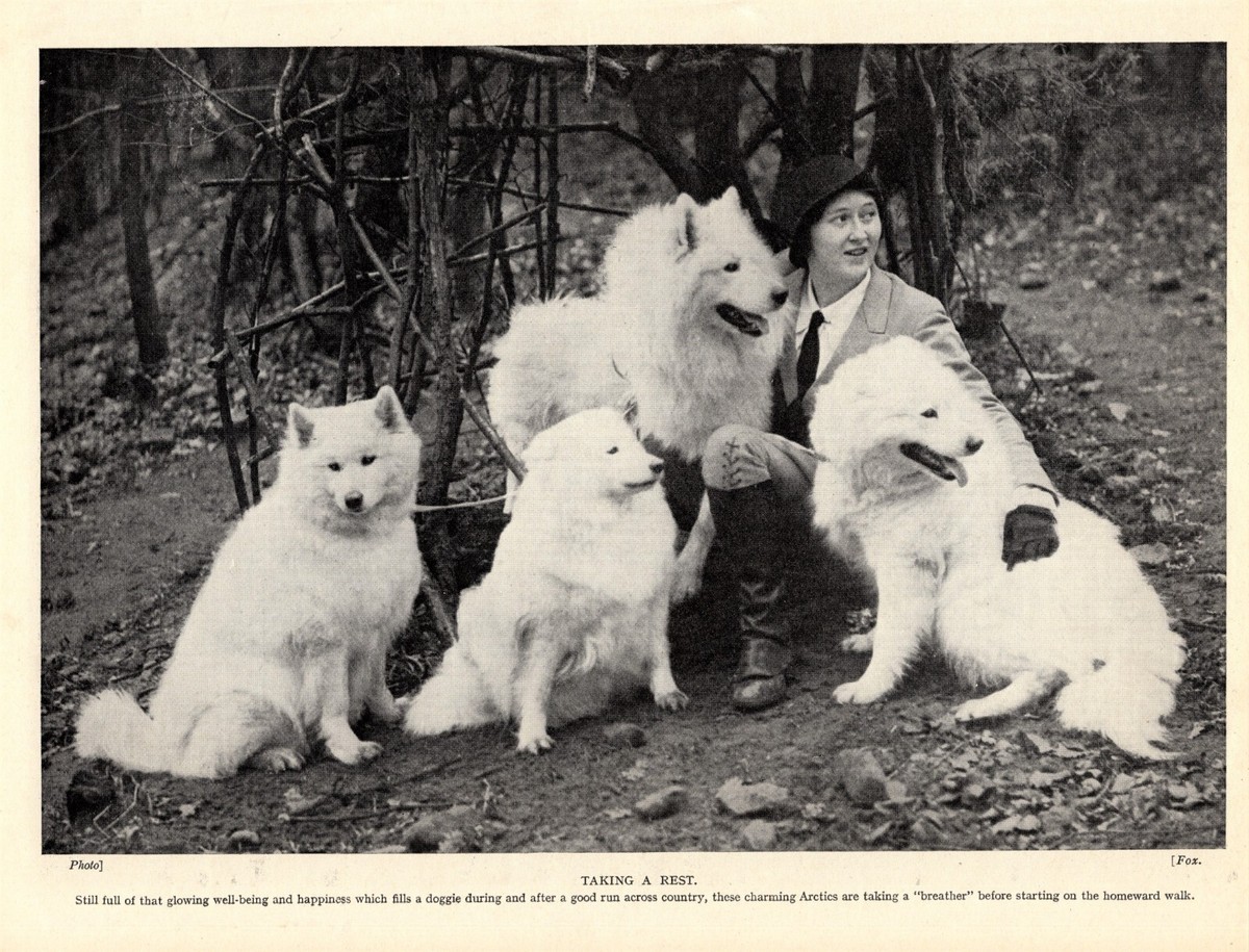 1930s Vintage Samoyed Print Pretty Girl and her Samoyeds 4682j