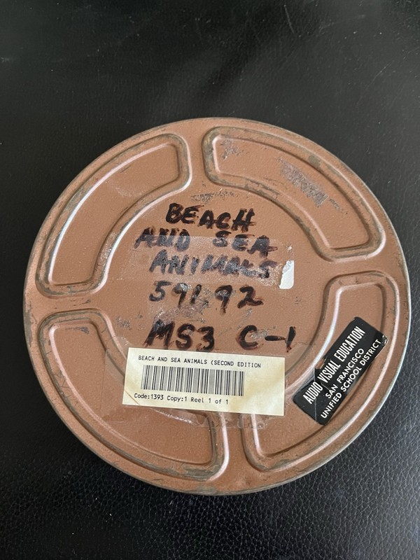 16mm educational film: BEACH AND SEA ANIMALS
