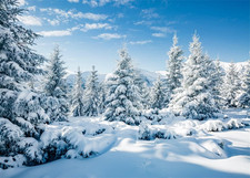 7X5Ft Fabric Winter Snow Forest Backdrop White Xmas Trees Wintry Scene