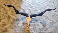 Giant Hungarian Racka Sheep Skull end Horn Taxidermy Black