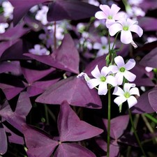 Oxalis Purple Shamrock Flowering Leaf Houseplant Garden Patio 2L Plant