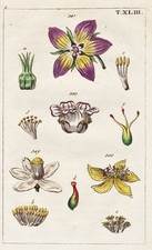 Cacao Bitter Orange Hypericum Botanique Gravure Cuivre Wilhelm