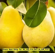 Kieffer Pear Tree in 3 Gal Pot Outdoor Garden Hardy Fruit Tree Ready to Plant