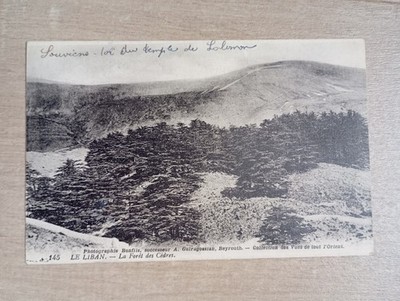 AK Beirut, Libanon Zedernwald