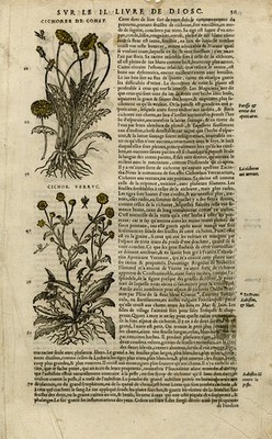 Antique Print-Botany-Chicory-Mattioli-p. 311-Anonymous-1572