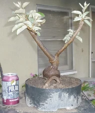 Japanese Silverberry Goumi Elaeagnus Pre Bonsai Dwarf Kifu Big Fat Trunk Nebari