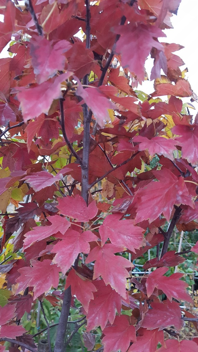 Sorbus torminalis alisier torminal pour restaurer la biodiversite