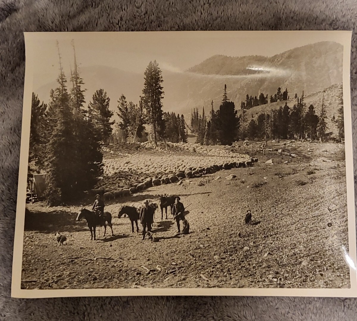 Bartholomew Bros. Sheep Farm Heppner Oregon Vintage Photo eBay