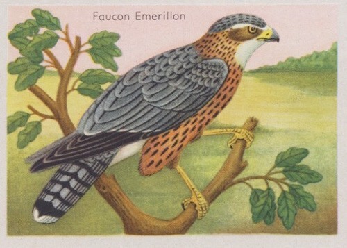 FALCO COLUMBARİUS FAUCON ÉMERİLLON MERLİN RAPACE AVES OİSEAU BİRD IMAGE CARD - Picture 1 of 1