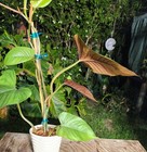 Philodendron Ernestii Red Plant 4" Pot 17" Tall 18" Wide RARE — photo 5