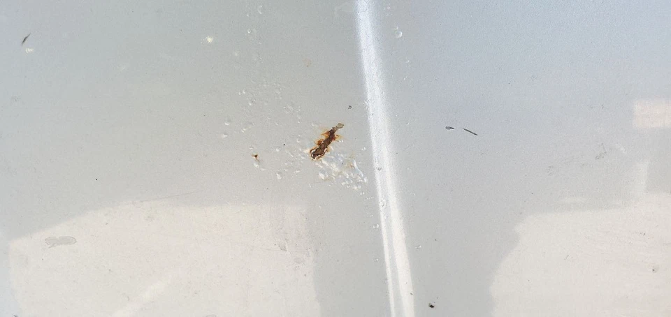 1984 1989 Conquest Starion Chrysler OEM Silver Minor Surface Rust Hood  - Image 3 of 4