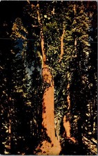 Vintage General Sherman Tree Sequoia National Park Kodachrome Postcard