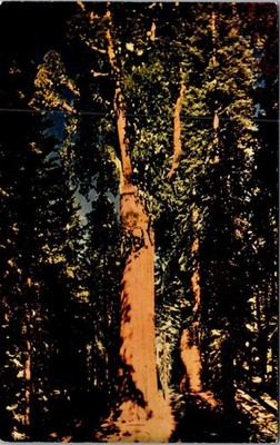 Vintage General Sherman Tree Sequoia National Park Kodachrome Postcard