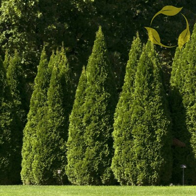 ORIENTAL ARBORVITAE Thuja Orientalis - 10+ SEEDS | eBay