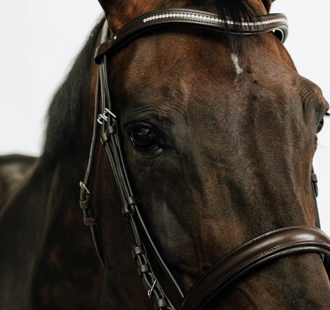 Fancy FS English Hunter European Show Bridle