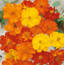 Cosmos BRIGHT LIGHTS MIX Colorful Cut Flower Summer Blooms Warm NonGMO 100 Seeds