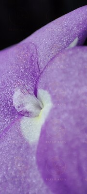 Image of a Beautiful Flower  in Natural Photographs #57