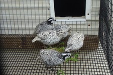 12 SNOW FLAKE QUAIL HATCHING EGGS