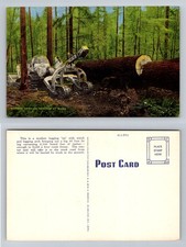 Oregon, OR-Oregon, Modern Logging Tractor Arch Hauling Timber Vintage Postcard